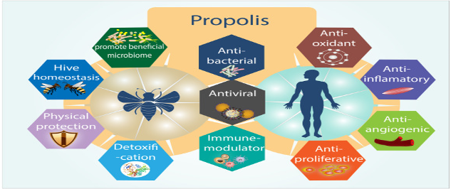 Propolis